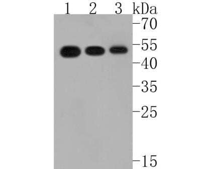 Western Blot: Coagulation Factor III/Tissue Factor Antibody (SN20-16) [NBP2-67731]