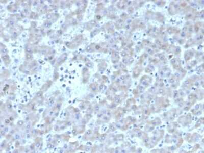 Immunohistochemistry-Paraffin: Coagulation Factor VII Antibody (F7/3511) [NBP3-07243]