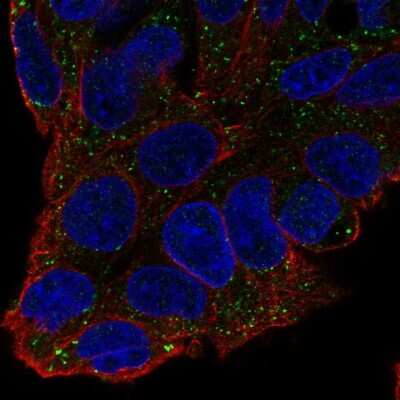 Immunocytochemistry/ Immunofluorescence: Coagulation Factor XI Antibody [NBP2-58427]