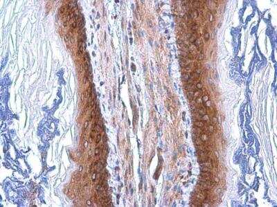 Immunohistochemistry-Paraffin: Coatomer Subunit Delta Antibody (1318) [NBP2-43608]