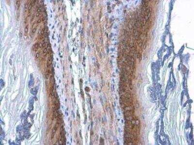 Immunohistochemistry-Paraffin: Coatomer Subunit Delta Antibody (189) [NBP2-43773]