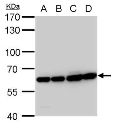 Western Blot: Coatomer Subunit Delta Antibody (189) [NBP2-43773]