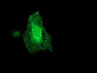 Immunocytochemistry/ Immunofluorescence: Coatomer Subunit Delta Antibody (OTI6A6) [NBP2-01791]
