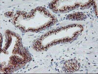 Immunohistochemistry-Paraffin: Coatomer Subunit Delta Antibody (OTI6A6) [NBP2-01791]