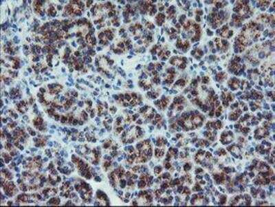 Immunohistochemistry-Paraffin: Coatomer Subunit Delta Antibody (OTI6A6) [NBP2-01791]