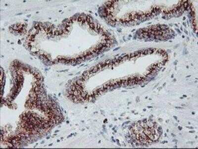 Immunohistochemistry: Coatomer Subunit Delta Antibody (OTI6A6) - Azide and BSA Free [NBP2-70203]