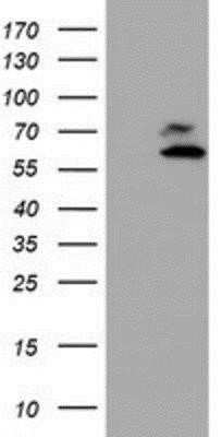 Western Blot: Coatomer Subunit Delta Antibody (OTI6A6)Azide and BSA Free [NBP2-70203]