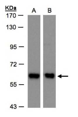 Western Blot: Coatomer Subunit Delta Antibody [NBP1-32377]