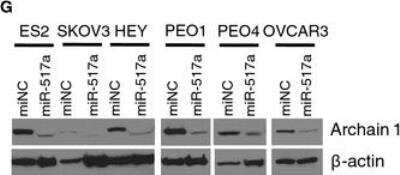 Western Blot: Coatomer Subunit Delta Antibody [NBP1-32377]