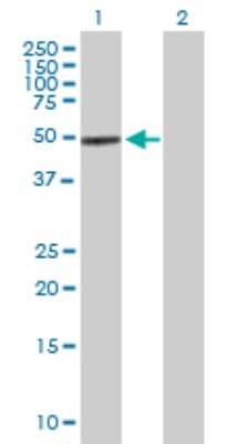Western Blot: Cochlin Antibody [H00001690-B01P]