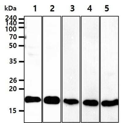 Western Blot: Cofilin Antibody (1C1)BSA Free [NBP1-21044]