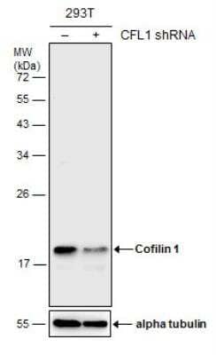 Knockout Validated: Cofilin Antibody (567) [NBP2-42828]