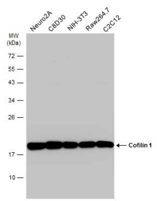 Western Blot: Cofilin Antibody (GT217) [NBP3-13520]