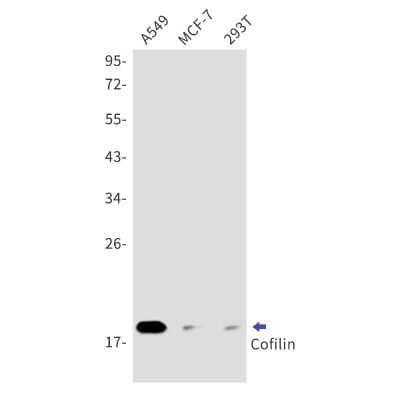 Western Blot: Cofilin Antibody (S06-2C0) [NBP3-15015]