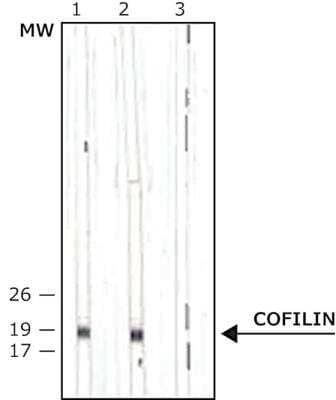 Western Blot: Cofilin Antibody [NB100-1900]