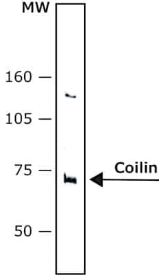 Western Blot: Coilin Antibody (Pdelta)BSA Free [NB600-1275]