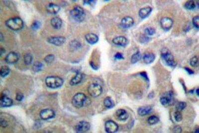 Staining of Collagen I in Paraffin Embedded Mouse Embryonic Fibroblast Cells