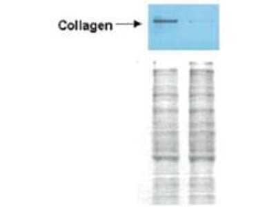 Western Blot of Collagen I in Control and PPARg Transduced Rat Cells