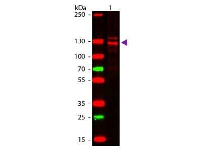 Western Blot: Collagen I Native Protein [NBP1-97266]