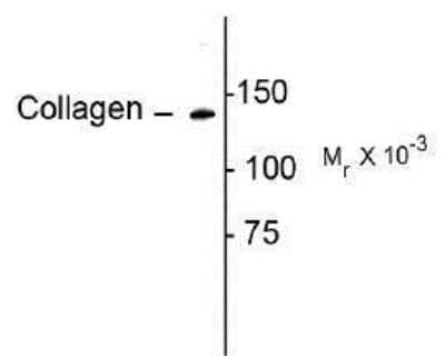 Western Blot: Collagen I alpha 1 AntibodyAzide and BSA Free [NBP1-30054]