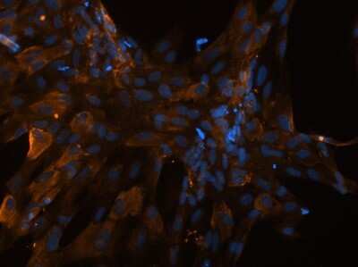 Immunocytochemistry/ Immunofluorescence: Collagen I alpha 1 Antibody (COL-1) [NB600-450]