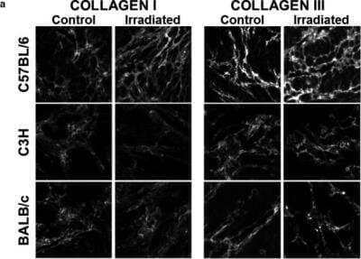 Immunocytochemistry/ Immunofluorescence: Collagen I alpha 1 Antibody (COL-1) [NB600-450]