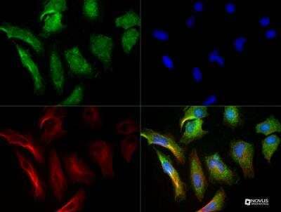 Immunocytochemistry/ Immunofluorescence: Collagen I alpha 1 Antibody - BSA Free [NBP1-77458]