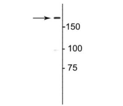 Western Blot: Collagen I alpha 1 AntibodyAzide and BSA Free [NBP2-29651]