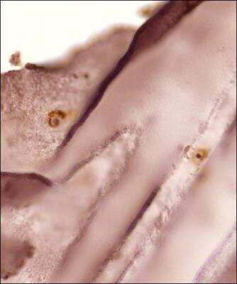 Immunohistochemistry-Paraffin: Collagen II Antibody (5B2.5) - BSA Free [NB600-844]