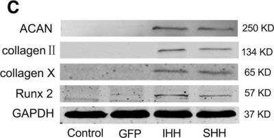 Western Blot: Collagen II Antibody (5B2.5)BSA Free [NB600-844]