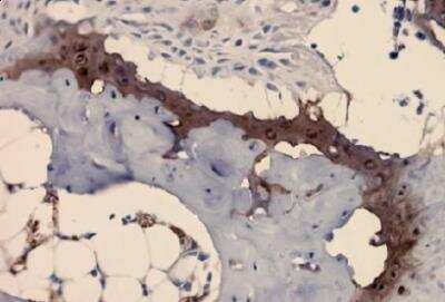 Immunohistochemistry-Paraffin: Collagen II Antibody (M2139) [NBP3-11228]