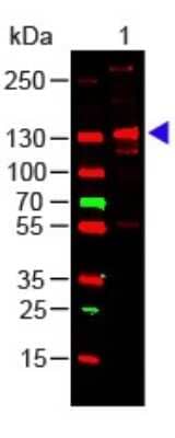 Western Blot: Collagen III alpha 1/COL3A1 Antibody [NB600-594]