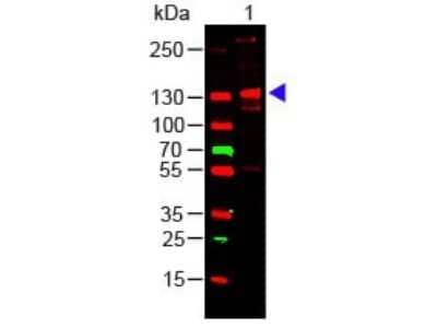 Western Blot: Collagen III alpha 1/COL3A1 Native Protein [NBP1-97267]