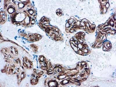 Immunohistochemistry-Paraffin: Collagen IV Antibody (COL-94) [NBP1-22632]