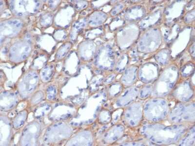 Immunohistochemistry-Paraffin: Collagen IV Antibody (M3F7) - Azide and BSA Free [NBP3-08515]