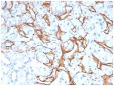 Immunohistochemistry-Paraffin: Collagen IV Antibody (M3F7) - Azide and BSA Free [NBP3-08515]