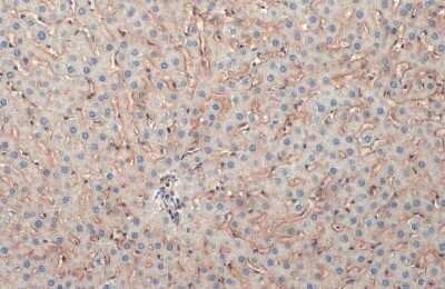 Immunohistochemistry-Paraffin: Collagen IV alpha 1 Antibody [NBP3-12908]