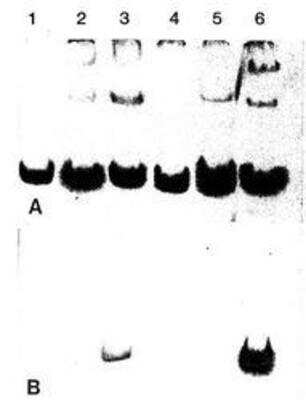 Western Blot: Collagen V Antibody (1E2-E4/Col5)BSA Free [NBP1-05118]