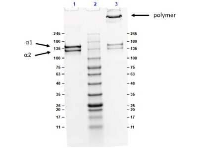 SDS-PAGE: Collagen V Native Protein [NBP1-97246]