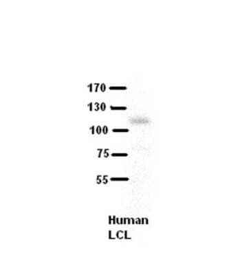 Western Blot: Collagen VI alpha 1 Antibody [NBP1-59126]