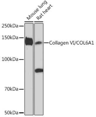 Western Blot: Collagen VI alpha 1 Antibody (7J1P4) [NBP3-16869]