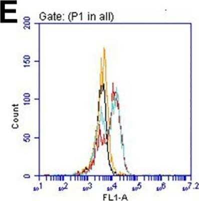 Flow Cytometry: Collagen VI alpha 1 Antibody [NB120-6588]