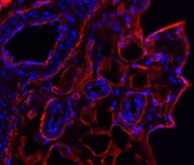 Immunohistochemistry-Frozen: Collagen VI alpha 1 Antibody [NB120-6588]