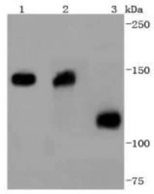 Western Blot: Collagen VI alpha 1 Antibody (SD83-03) [NBP2-67825]
