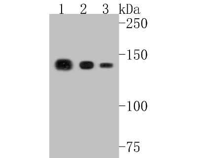 Western Blot: Collagen VI alpha 1 Antibody (SD83-03) [NBP2-67825]