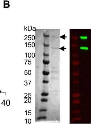 Western Blot: Collagen VI alpha 1 Antibody [NB120-6588]