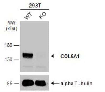 Western Blot: Collagen VI alpha 1 Antibody [NBP2-15947]