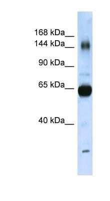 Western Blot: Collagen XI alpha 2 Antibody [NBP1-59276]