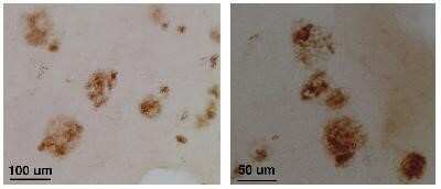 Immunohistochemistry: Collagen XXV alpha 1 Antibody - BSA Free [NB300-289]