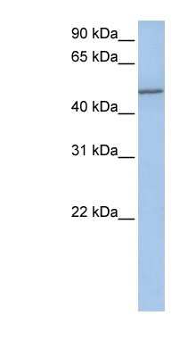 Western Blot: Collagen XXV alpha 1 Antibody [NBP1-60039]